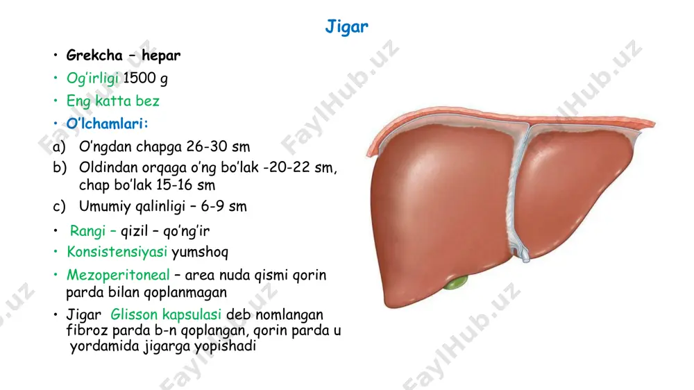 unis ductus cysticus 3. ductus choledochus – l= 6-8sm d=8 mm - ductus pancreaticus bn qo’shilib ampulla hepatopancreaticus h/q-di va papilla duodeni major orqali duodenumga ochiladi. shu qismda oddi sfinkteri j-n qo’shiladi o’t qopi lotincha – vesica fellea (biliaris) grekcha – cholecystis noksimon, hajmi 30-70 ml gacha jigar visseral yuzasida fossa vesica felleae da j-n to’lganda mezoperitoneal, to’lmaganda extraperitoneal uzunligi 8-14 smgacha eni 3-5 smgacha golotopiyasi qorin bo’shlig’ida: regio hypochondrica dextra skeletopiyasi va sintopiyasi o’t qopining tubi viii-ix qovurg’aning tog’aylari birlashgan joyda proyeksiyalanadi sintopiyasi: yuqorida: jigarning visseral yuzasi pastda: flexura coli dextra, colon transversum makroskopik tuzilishi qismlari: fundus vesicae biliaris corpus vesicae biliaris collum vesicae biliaris devori tuzilishi: tunica mucosa - plica spiralis tela submucosa tunica muscullaris tunica adventitia et serosa chiqaruv yo’li: ductus cysticus - l = 3sm, d = 3-4 mm - ductus hepaticus communis bn qo’shlib, ductus choledochusni h/q me’daosti bezi lotincha – pancreas 2- katta bez, …