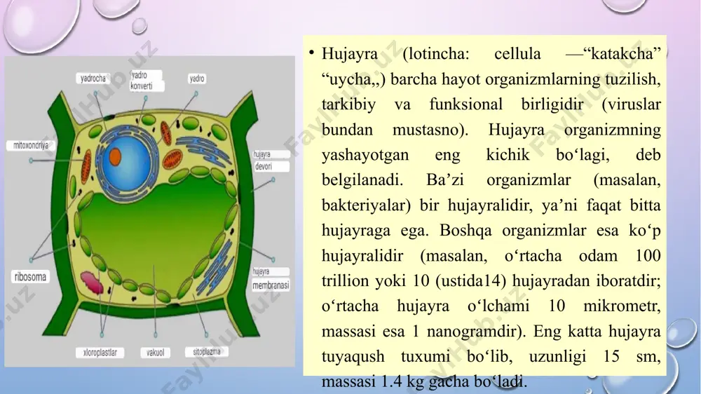 2- ko'krak qismi; 3- bel qismi; 4- dumg'aza qismi; 5- dum qismi. b- yon tomondan ko'rinishi (o'rtasidan arralangan): 1- umurtqa pog'onasining kanali; 2- bo'yin lordozi; 3- bel lordozi: 4- ko'krak kifozi; 5- dumg'aza kifozi: ko'krak qafasi: 1-7- haqiqiy (chin) qovurg'alar; 8-10- soxta qovurg'alar; 11-12-yetim qovurg'alar; 13- to'sh suyagining qiiichsimon o'simtasi. ichki aʼzolar — odam va hayvonlarning, asosan, koʻkrak va qorin boʻshligʻidagi aʼzolari. ichki azolarga yurak-tomir sistemasi, nafas, hazm aʼzolari, ayirish va ichki aʼzolar, shuningdek, ichki sekretsiya bezlari kiradi. hayvonlar dunyosi o’zaro o’xshashligi va qon qarindoshligiga ko’ra hayvonlar sistematik guruhlarga bo’linadi. eng kichik sistematik birlik bu tur. turga mansub hayvonlarning tuzilishi va yashash sharoiti o’xshash bo’ladi. tur urug’ga , urug’ oilaga, oila turkumga, turkum sinfga, sinf tipga birlashadi. hayvonot olaming hujayra tuzilishiga ko’ra bir hujayrali, ko’p hujayrali turlarga bo’lamiz, umumurtqaning rivojlanganlik darajasiga ko’ra umurtqalilar va umurtqasizlar guruhiga bo’lamiz. hozirgi vaqtda o‘zbekiston faunasida umurtqali hayvonlarning 688 ta turi (sutemizuvchilarning 105 turi, qushlarning …