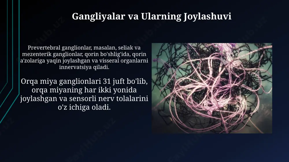 vegetativ nerv tizimining tuzilishi va tarmoqlanishi - Page 5