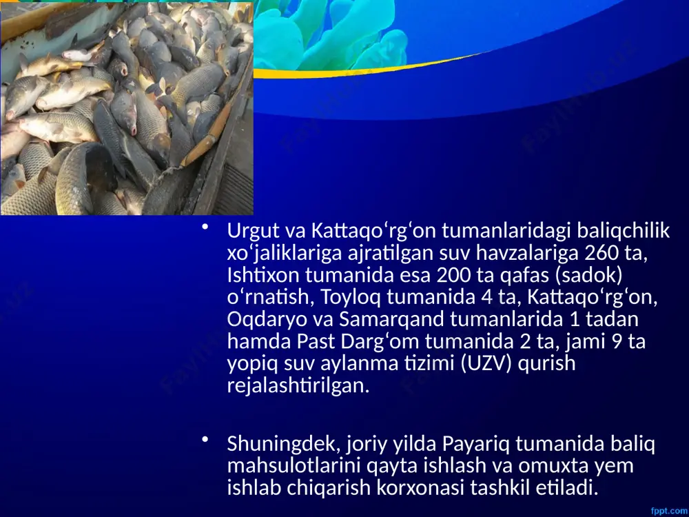 a kun chidaydi. 3 yoshida voyaga yetadi, iyun — iyul oylarida urchiydi. urg’ochilari suv yuzasida poya va barglardan yasalgan uyaga oʻrtacha 7300 uvildiriq tashlaydi, erkagi bu tuxumlarni qoʻriklaydi. yirtqich, 20-asrning 60-yillarida oʻzbekiston suv havzalariga tasodifan kelib qolgan. e’tiboringiz uchun rahmat! image2.jpeg image3.jpeg image4.jpg image5.png image6.jpg image7.jpg image8.jpg image9.png image10.jpg image11.webp image12.png image13.webp image14.jpg image15.webp image16.webp image17.jpg image18.jpg image19.jpg image1.jpeg /docprops/thumbnail.jpeg