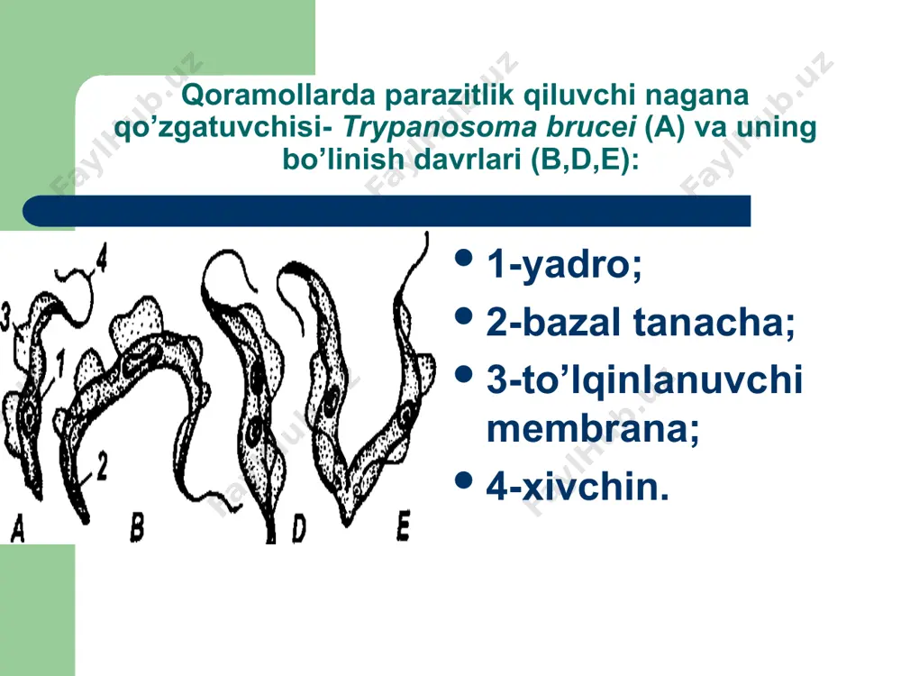 odam parazitlari - Page 4
