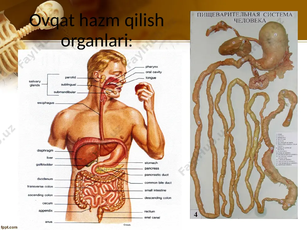 ovqatxazmqilish sifati va xususiyatlari - Page 4