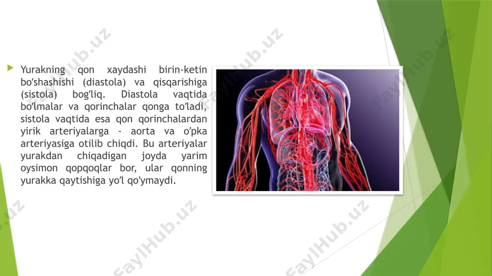 omlanadi. elektrokardiogramma – yurakning har xil boʼlimlarida qoʼzgʼalish jarayonining paydo boʼlishini, tarqalishi va yoʼqolishini aks ettiruvchi egri chiziq. ballistokardiografiya. yurak qisqarishida katta qon tomirlarida qonning xarakati natijasida tananing kuchsiz tebranishlarini qayd qilish usuli – ballistokardiografiya deb aytiladi. yurakni qisqaruvchanlik funktsiyasini qayd qilish metodi. dinamokardiografiya – yurakni xar bir qisqarishida odamning tana vaznini markazini siljishini qayd qilish usuli. yurakni mexanik faoliyatini qayd qilish usuli. аngiokardiografiya – qonga rentgenokontrast moddalarni yuborish yoʼli bilan, yurak boʼshliqlarini va magistral tomirlarni tekshirishini rentgenologik usuli. yurak boʼshliqlari, devorining qalinligi, yurak poroklari, qisqaruvchanligi, tomirlar oʼzani haqida maʼlumotlar olish mumkin. yurak yurak-tomirlar tizimining markaziy aʼzosi hisoblanadi. yurak - mushak devorlari yaxshi rivojlangan, konus shaklidagi kavak aʼzo. yuksak rivojlangan hayvonlar va odam yuragi toʼrt boʼlmadan tashkil topgan. yurakning kengaygan qismi asosi, pastki qismi esa yurak choʼqqisi deyiladi. yurak koʼkrak boʼshligʼida toʼsh orqasida, ikkala oʼpka oʼrtasida, chap tomonda qiyaroq joylashgan. yurak mushaklari qonni shootomirdan chiqadigan ikkita toj tomirlardan oladi. bu …