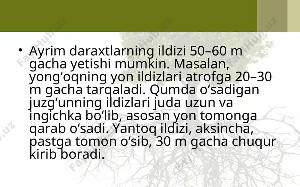 ildiz turlari va tizimlari. 5 - sinf - Page 4