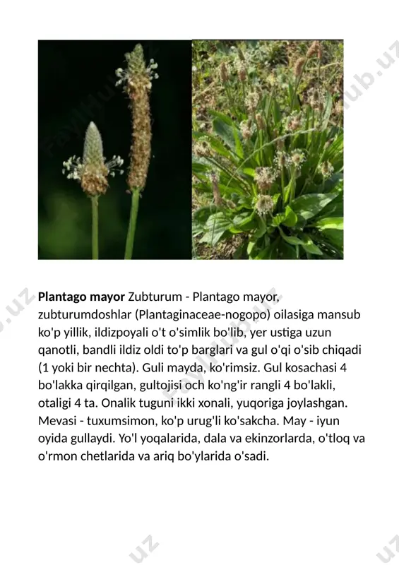 atishda tavsiya etgan. tibbiyotda asosan ikkita – burga bargizub va katta bargizub turlari ishlatiladi. tarkibida vitamin s va k, shilliq, achchiq va oshlovchi moddalar, limon kislota mavjud. bargizub preparatlari balg‘am ko‘chirish, og‘riq qoldirish, bakteritsid va yallig‘lanishlarni tuzatish xususiyatiga ega. bargizub barglaridan tayyorlangan damlama va qaynatma bronxit, bronxial astma, ko‘kyo‘tal va silni davolashda qo‘llaniladi. sarxil barglarining suvi oshqozon kislotaligi pastligi bilan kechuvchi surunkali gastritda, shuningdek, oshqozon va o‘n ikki barmoq ichak yarasida foyda qiladi. bunday suv oshqozon shirasi ajralishini yaxshilaydi, qonda gemoglobinni ko‘paytirib, xolesterinni kamaytiradi. bundan tashqari, bargizub preparatlari xoletsistit, buyrak yallig‘lanishi, sariq kasalligi, dermatitni davolashda, bachadon, bavosil, oshqozondan qon oqishini to‘xtatishda ishlatiladi. bargi yaralarga qo‘yilsa, tuzalishiga yordam beradi. unutmang, bargizub preparatlari oshqozon kislotaligi ortiqligi bilan kechuvchi oshqozon yarasida tavsiya etilmaydi. zubturum o'simligi arab va fors shifokorlari tomonidan qadrlangan, ular uni oshqozon-ichak kasalliklari uchun tavsiya qilishgan. tibet tibbiyotida zubturum yiringni to'xtatadi, deb ishonishgan. barglaridan foydalanish uchun o'simlik bargi yil bo'yi yig'iladi …