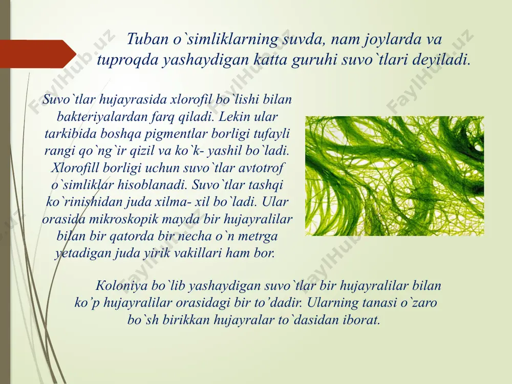 va unumdorlikning muhim omili hisoblanadi. кo`k- yashil suvo`tlar- cyanophyta. bu suvo`tlarga eng sodda, ko`pincha bir hujayrali yoki koloniya bo`lib yashaydigan organizmlar kiradi. кamdan - kam holda ko`p hujayrali, ipsimon shakillari ham uchraydi. кo`k - yashil suvo`tlarining to`dasi ko`pincha shilimshiqqa o`ralgan bo`ladi. bularning nomi o`ziga xos rangiga qarab berilgan. ularning hujayrasida har xil pigmentlar: xlorofill, fikosian, karotin va ayniqsa fikoeritrin bo`lib, ularning o`zaro nisbati turlicha bo`lganligidan har xil rang hosil qiladi. кo`k - yashil suvo`tlar vegetativ va jinssiz ko`payadi. кoloniya bo`lib, yashaydigan vakillarida koloniyaning bo`linib ketishi kuzatiladi. ular jinsiy yo`l bilan ko`paymaydi, ba`zan spora hosil qilishi kuzatiladi. bunda oddiy vegetativ hujayralar sporaga aylanadi. sporalar ko`payish uchun emas, balki to`rni noqulay sharoitidan saqlash uchun xizmat qiladi. bu suvo`tlar butun yer yuzida tarqalgan bo`lib, chuchuk va sho`r suvlarda yashab, plankton, bentos hosil bo`lishida ishtirok yetadi. planktonda juda tez ko`payib, suvni “gullatib” yuboradi, natijada suv ichishga yaroqsiz bo`lib qoladi. кo`k - yashil suvo`tlar tuproq …