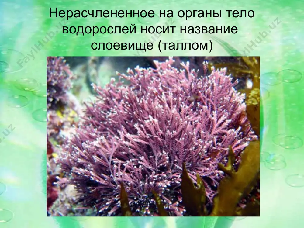 доносный саргассум. вся водоросль увешана образованиями в виде вздутий, пузырьков, наполненных воздухом. они выполняют роль поплавков. во время шторма волны их отрывают, а чередующиеся отливы подхватывают и передают течению гольфстрим, которое несёт водоросли далеко в океан. красные водоросли. верхний ряд, слева направо: ирландский мох, эндокладия колючая, порфира ланцетолистная, гелидиум. нижний ряд, слева направо: пальмария обманчивая, гигартина, филлофора, полиневра красная водоросль из рода platoma, остров херон. зелёные водоросли. верхний ряд, слева направо: хламидомонада, хлорелла, микрастериас, сценедесмус двуформенный, вольвокс. нижний ряд, слева направо: спирогира, улотрикс, ульва, каулерпа, кладофора улотрикс жгутиковые водоросли. верхний ряд, слева направо: эвгленовые (эвглена зелёная, факус), пирофитовые (ночесветка, цератиум разветвлённый). нижний ряд – пирофитовые; слева направо: диссодиниум лунный, динофизис норвежский, перидинелла, пророцентрум малый диатомовые. верхний ряд, слева направо: хетоцерос двойной, диатомея тонкая, фрагилярия, талассиосира балтийская, рабдонема уменьшенная. нижний ряд, слева направо: мастоглора голубая, мелозира северная, табеллярия, навикула морская, пиннулярия среди золотистых водорослей (chrysophyta) встречаются одноклеточные, колониальные, реже многоклеточные (кустистые, …