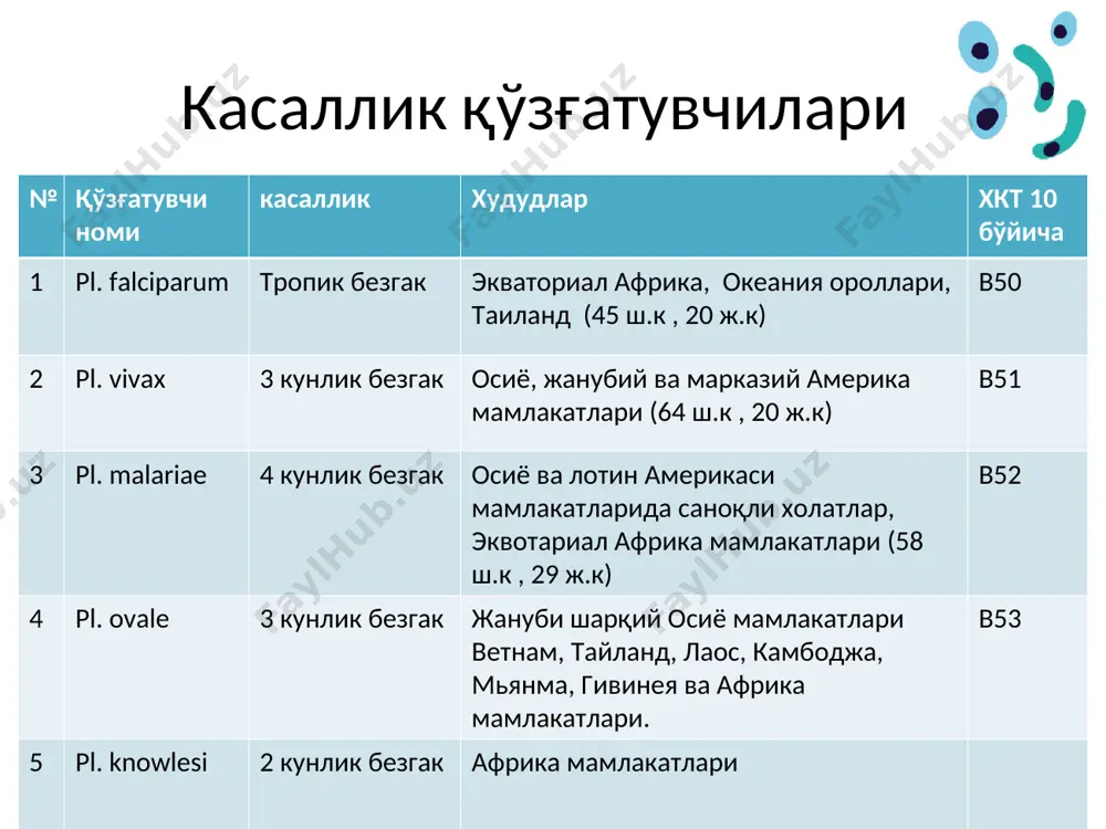 холатга ўтиб, касаллик белгиларини қайта намоён қилади. плазмодий касаллик қайта юзага чиқиш даври pl. falciparum - pl. malariae - pl. vivax 4 йилгача pl. ovale 1,5 – 15 ойгача клиникаси касалликнинг клиникаси плазмодий турига қараб фарқланади. бу жараён плазмодийларнинг эритроцитар шизогония босқичининг давомийлиги билан боғлиқ холатда 3 та синдром асосида кечади: истима ҳуружи, анемия, гепатоспленомегалия 4 та қайталанувчи симптом pl.мalariae , pl.vivax ва pl.ovale паразитлари келтириб чиқарган касалликда истима ҳуружи синдромининг 4 та кетма – кет симптомлари : харорат кўтарилиши; қалтираш; терлаш; апирексия яққол намоён бўлади. pl.vivax ва pl.ovale 3 кунлик безгак мерозоитларнинг эритроцит хужайрасига кириб, кўпайиб, хужайрани ёриб чиқишигача бўлган вақт давомийлиги 48 соатни ташкил этганлиги сабабли бемор одамда ҳар 3 кунда касаллик хуружи кузатилади. хуруждан сўнг апирексияга ўтади. тана ҳарорати 41 градусгача кўтарилади. плазмодийларнинг эритроцит хужайрасида кўпайиши плазмодийларнинг эритроцит ҳужайраси ичида кўпайиш сони қўзғатувчи ҳужайрасининг ўлчамига боғлиқ. pl. falciparum ўлчами бошқа плазмодийлардан кичик. плазмодий эритроцитга кирган сони чиққан …