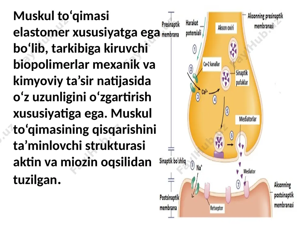 rish xususiyatiga ega. muskulning qisqaruvchan sistemasi qisqaruvchi va elastik elementlardan tashkil topgan. muskul to‘qimasining qisqarishini ta’minlovchi strukturasi aktin va miozin oqsilidan tuzilgan. aktin molekulyar massasi 50 - 80 kd atrofida bo‘lib, molekulasi uzunligi 103 а0 ni tashkil etadi. miozin oqsili esa molekulyar massasi 42 kd ni, molekula uzunligi 1600 а0 ni tashkil etib, skelet muskul to‘qimasining 60 % massasidan iborat. sent-dyerdi tomonidan aktin va miozin oqsili muskul to‘qimasi tarkibida aktomiozin kompleksi holida bo‘lishi ko‘rsatib berilgan. shuningdek, bu kompleks tarkibiga qisqarish jarayonida muhim ahamiyatga ega maxsus oqsil guruhlari tizimi kiradi. muskullar qisqarishida energiya manbai glikogen hisoblanadi. muskullarning kimyoviy energiyani mexanik energiyaga aylantirish jarayoni izotermik va izobarik sharoitda kechadi. muskullar ishi va mexanikasi. muskullar ishi. muskullarning kimyoviy energiyasi o‘rtada issiqlikka aylanmay turib, qisqarishning mexanik energiyasiga aylanadi. termodinamik hisoblar skelet muskuli qisqarganda foydali ish koeffitsianti (ko‘pchilik hollarda bu koeffitsiyent 50% ga teng bo‘ladi) muskulning issiqlik mashinasi prinsipiga muvofiq ishlay olmasligini ko‘rsatadi. agar muskul …