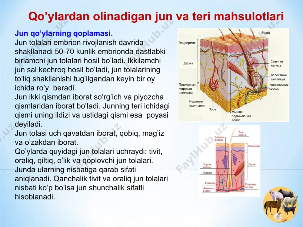 mon bo’lgan qorako’l qo’zilari 6-7 oyligigacha o’stirilib so’yish natijasida ajoyib po’stinbop teri va sifatli go’sht olish mumkin. bozor iqtisodiyoti sharoitida ko’pgina xo’jaliklar bu usuldan keng foydalanmoqdalar. qo’ylardan yana mo’ynabop teri va oddiy charm terisi ham olinadi. teri mahsulotlarining turlari va sifati go’sht. qo’ylarning go’shti zoti, yoshi, jinsi, oriq-semizligiga, boqish sharoitiga va fiziologik xolatiga bog’liq. go’shtning sifati uning kimyoviy tarkibi, umumiy go’sht chiqimi, undagi yog’ va suyak nisbati, parxezlik xususiyati va nav qismlarining miqdori bilan aniqlanadi. nimtalanmagan qo’y go’shtining vazni xar xil zotlarda turlicha bo’ladi va ko’pincha katta yoshli qo’ylardan u o’rtacha 18-30 kg atrofida, lekin xisor va linkoln kabi zotlarda 80-90 kg gacha va undan xam ko’proq bo’lishi mumkin. qo’zilarning nimtalanmagan go’shti 10-15-20 kg atrofida bo’ladi. qo’ylarning go’sht chiqimi ularning oriq-semizligiga va zotiga bog’liq. masalan, yaxshi semirtirilgan mayin junli qo’ylardan bu ko’rsatkich 50% atrofida bo’lsa, oriq qo’ylarda 38-40% va go’sht-yog’ uchun boqiladigan qo’ylardan 60-65% bo’lishi aniqlangan. kuzatishlardan ma’lum bo’lishicha, 6-8 …