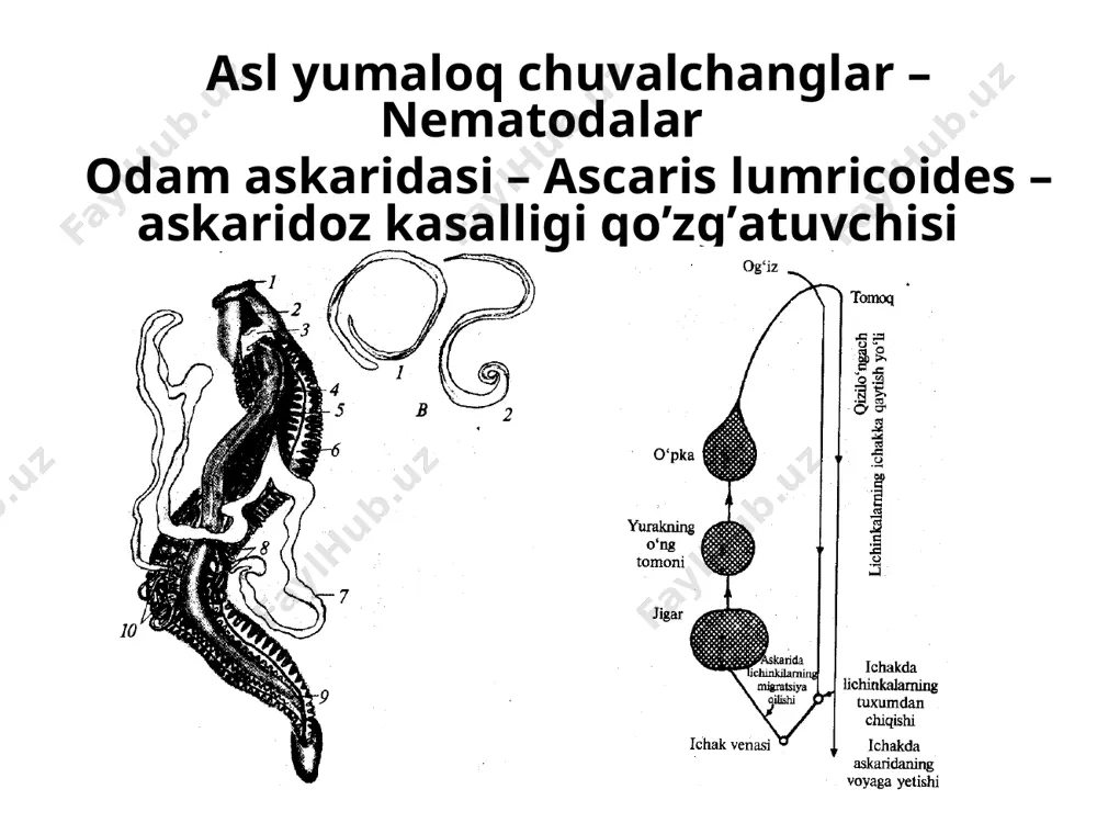 mm, erkaklari -19-42 mm. аsosiy xujayin faqat odam, oraliq xujayini similium avlodiga mansub ikki qanotlilar. odam organizmida 20 yil yashaydi. ko’zni zararlaydi va kurlikka olib keladi. аfrikaning 20 mln.ga yaqin aholisi kasallangan va 1-2 % ko’r bo’lib qolgan. ovogel’mintoskopiyaning mikroskopik usullari ovogel’mintoskopiya usullari eʼtiboringiz uchun raxmat! image1.png image2.png image3.png image4.png image5.jpeg image6.png image7.png image8.jpeg image9.jpeg image10.png image11.jpeg image12.png image13.png image14.png image15.jpeg image16.jpeg image17.jpeg image18.jpeg image19.png image20.png image21.png image22.jpeg image23.png image24.jpeg image25.png image26.jpeg image27.png image28.jpeg image29.png image30.png image31.png image32.jpeg image33.jpeg image34.jpeg image35.jpeg image36.png image37.png image38.png image39.png