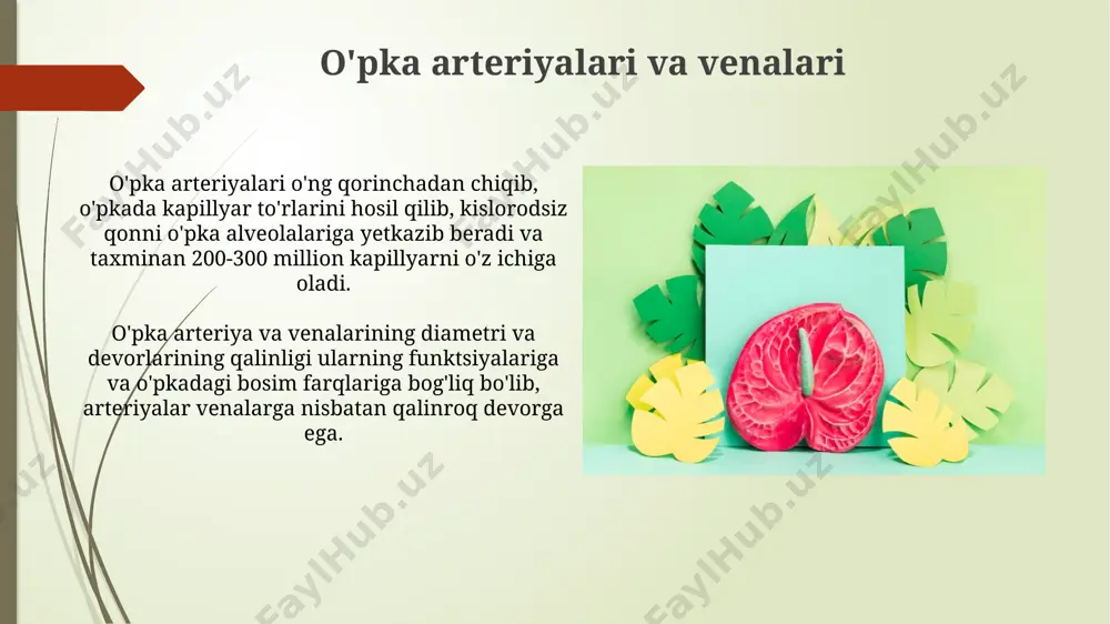 ervatsiyasi frenik nerv orqali amalga oshiriladi, bu nerv c3-c5 orqa miya segmentlaridan kelib chiqadi va diafragma harakatlariga va o'pka bo'shlig'ining bosimiga javob beradi. plevraning fiziologiyasi плевра иннервацияси френодиафрагмал ва интеркостал нервлар томонидан амалга оширилади, шунинг учун плевра шикастланганда кучли оғриқ сезилади. плеврал суюқлигининг миқдори 1-15 мл бўлиб, ўпка юзаси билан париетал плевра ўртасидаги ишқаланишни камайтиради ва ўпканинг эркин ҳаракатланишини таъминлайди. plevraning qavatlari va tuzilishi plevraning visseral qavati o'pkaga mahkam yopishib, uning sirtini butunlay qoplaydi, shu bilan o'pkaning har bir lobasini va segmentini individual ravishda qoplaydi. plevraning parietal va visseral qavatlari o'rtasida 0,1-0,2 mm gacha bo'lgan potensial bo'shliq - plevral bo'shliq mavjud bo'lib, u salbiy bosim ostida va oz miqdorda seroz suyuqlik bilan to'lgan. e'tiboringiz uchun rahmat @taqdimot_robot image1.jpg image2.jpg image3.jpg image4.jpg image5.jpg image6.jpg image7.jpg image8.jpg image9.jpg image10.jpg image11.jpg image12.jpg