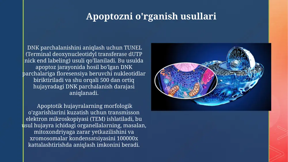 hujayra apaptozi va uning biologik ahamiyati - Page 5