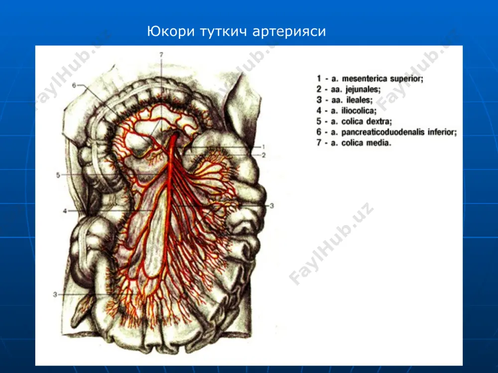 кукрак ва корин аортасининг жуфт ва ток тармоклари - Page 5