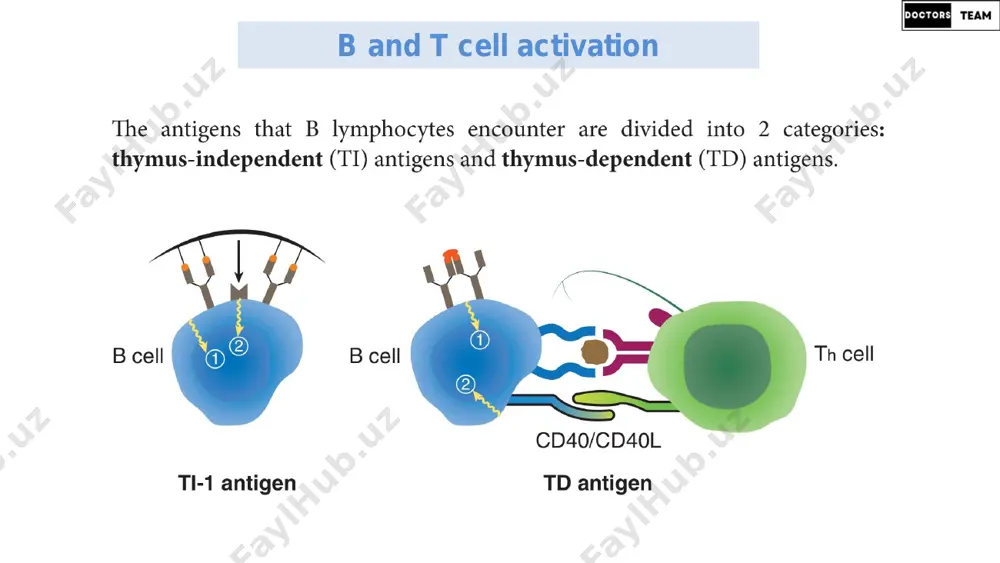 immunologiya darsi - 7 - Page 3