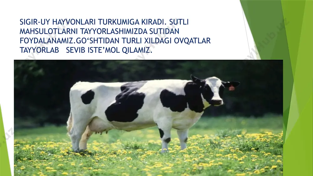 hayvonlarning ahamiyatini o‘rganamiz taqdimoti - Page 5