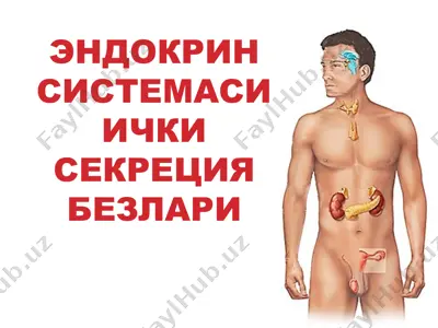 endokrin sistemasining ichki sekretsiya bezlari — PPT