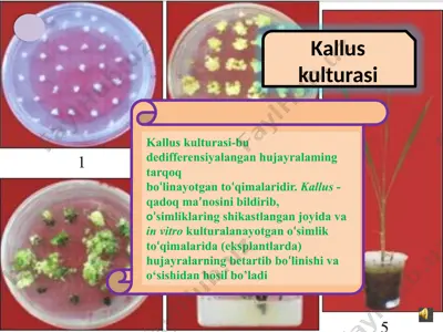 kalluskulturasi — PPTX