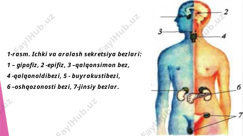 nib, gormon ajrata boshlaydi. qalqonsimon bez boʻyinning oldingi qismida joylashgan bo‘lib, hiqildoqni oldingi va ikki yondan yopib turadi, hiqildoq togʻaylari sohasida joylashgan; 2 palla va boʻyinchadan iborat. bez chap va o‘ng bo‘laklardan iborat boʻlib, juda ko‘p qon va limfa tomirlari hamda nervlar bilan ta’minlangan (2-rasm). qalqonsimon bezni bir juft yuqori va bir juft pastki arteriyalar qon bilan taʼminlaydi, simpatik va parasimpatik nerv tolalari innervatsiya qiladi. qalqonsimon bez funksiyasini markaziy nerv sistemasi, faoliyatini esa gipofiz bezi boshqaradi. gipofizning tireotrop gormoni qalqonsimon bez funksiyasi va rivojlanishini kuchaytiradi. miksedema kasalligi. bazedov kasalligi. qizlar balog‘atga yetishi davrida qalqonsimon bez funksiyasi birmuncha kuchayib, tireotoksikoz xastaligining yengil alomatlari: tez jahl chiqishi, uyqusizlik, ishtahaning pasayishi, terlash paydo bo‘lishi mumkin qalqonoldi bezlari to‘rtta bolakdan iborat. qalqonsimon bez orqa yuzasida joylashgan bo‘lib, uning to‘qimasiga botib kirgan, bezlar ishlab chiqargan paratgormon qonda kalsiy va fosfor miqdorini boshqaradi. nerv va muskul qo‘zg‘aluvchanligiga ta’sir qiladi. bu gormon organizm o‘sishida muhim ahamiyatga ega. …