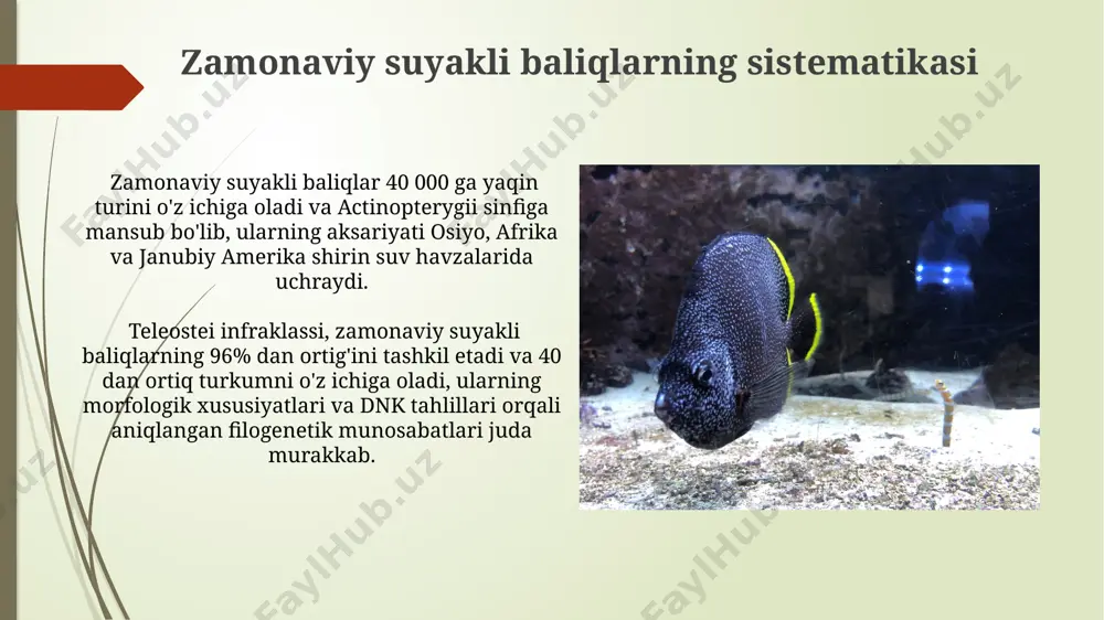 suyakli baliqlar kelib chiqish evolyutsiyasi va sistematikasi - Page 3