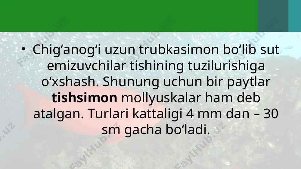kurakoyoqli mollyuskalar (scaphopoda) sinfi - Page 5