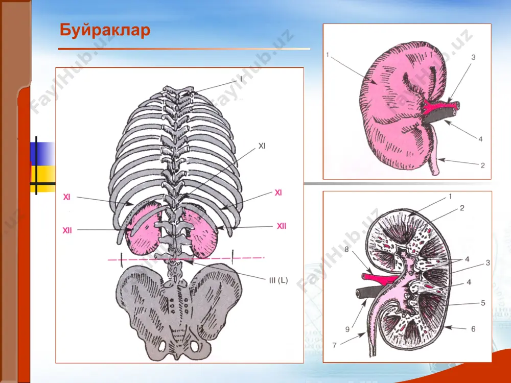 unduzi, 1/3-tunda). poliuriya- kunlik diurez 2 l va undan ko'p. nikturiya- tungi diurez kunduzgidan ko'p. oliguriya- sutkalik siydik xajmi 500 mldan kamayishi anuriya- siydik pufagiga sutkasiga 50 mldan ko'p siydik tushmaydi. farqlanadi: arenal, prerenal, renal(sekretor), subrenal siydik ajratish buzilishlari buyrak kasalliklarida siydik ajratish buzilishi kuzatiladi -/dizuriya/ poliuriya- sutkalik siydik miqdori 2 litrdan ko'p kuzatiladi: ko'p suyuklik ichganda, diuretiklar kabul kilganda,qandli diabetda, qandsiz diabetda, surunkali buyrak etishmovchiligida (nisbiy zichligi pasaygan) oliguriya cutkalik siydik miqdori 500 mldan kam. buyrakdan tashqari sabablar tufayli (suyuqlik kam ichganda, terlashning kuchayishi, profuz ich ketish,to'xtovsiz qusish, yurak etishmovchiligida organizmda suv ushlanib qolganda), shuningdek glomerulonefritda, pielonefrit, uremiya, nefrotoksik zaxarlar bilan zaxarlanishda. yodda tuting: oliguriya,buyrak funktsiyasi buzilishi bilan bog'liq, ko'p xollarda siydik bilan osmotik faol moddalar kam ajraladi va solishtirma og'irligi pasayadi oliguriyada agar buyrak funktsiyasi saqlangan bo'lsa solishtirma og'irligi normada yoki ortadi anuriya siydik ajratishning keskin kamayishi (100 ml sutkasiga) yoki butunlay to'xtashi. anuriyaning 2 turi farqlanadi: 1) …