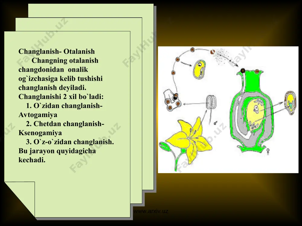 vchi o`simliklar juda kam uchraydi. bularning gullari mayda, ko`rimsiz va ochilmaydigan bo`ladi. bunday gullarni kleystogamiya deyiladi. mas. yeryong`oq (arachis), arpa (hordeum). yeryong`oqning yer ustidagi gullari xosil bermay, tuproq ostki kleystogamiya gullari xosil beradi. binafsha (viola) ning bahorgi chiroyli gullari xosil bermaydi. yozgi ko`rimsiz gullar esa xosil beradi,o`zidan changlangan bo`ladi. (fabaceae) dukkaklilar oilasidagi ba`zi o`simliklarning loviya, no`xat g`unchalik vaqtida o`zidan changlanadi. arpa, bug`doylarning ham gullari qinli barglardan ochilmasdan turib, changlanib qo`yadi. o`simliklarning ko`pchiligi odatda chetdan changlanadi. www.arxiv.uz www.arxiv.uz shu jumladan 2 jinsli gullar ham chetdan changlanadi. chunki bu gullarda otalik-onaliklari bo`lsa ham ular bir vaqtda voyaga yetmaydi. bunday xodisani dixogamiya deyiladi. (dixo-ayrim). ba`zan o`simliklarning otaligi oldin yetishadi. bunday o`simliklar protandriya deyiladi. (protos-oldin,andriya-mujchina). bularga astradoshlar (asteraceae), chinni-guldoshlar (caryophyllaceae), yasnotkadoshlar (lamiaceae), kiruvchi o`simliklar misol bo`ladi. www.arxiv.uz www.arxiv.uz chetdan changlanish 2 narsa ishtirokida bo`ladi: 1. shamol -anemofil-veteropilyayemiye rast. 2. xashoratlar yordamida -entomofiliya-nasekomoopilyayemiye. ba`zi o`simliklar, mayda qushlar, mayda xayvonlar yordamida changlanadi. hashoroatlar yordamida changlanishni entomofiliya …