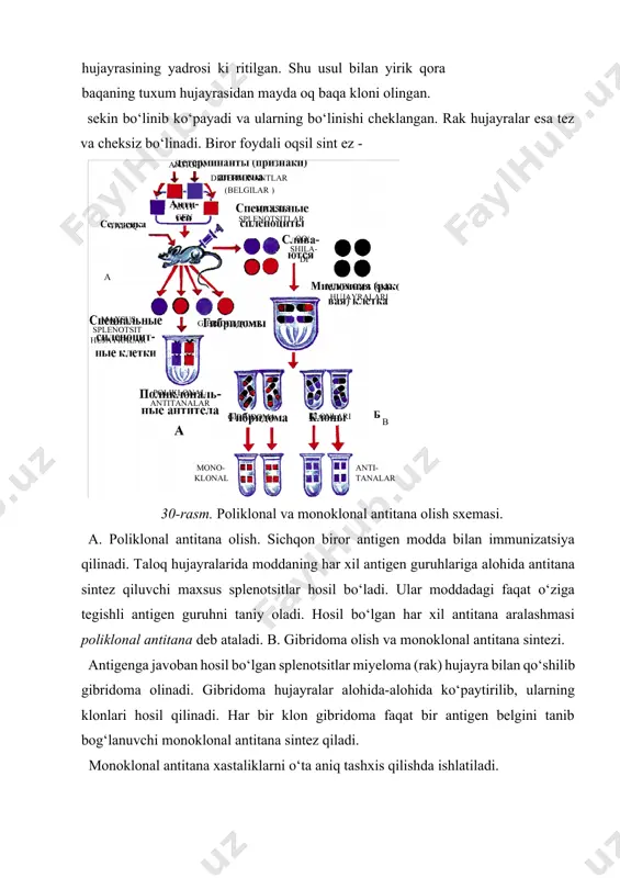 g bo‘linishi cheklangan. rak hujayralar esa tez va cheksiz bo‘linadi. biror foydali oqsil sint ez - ( belgilar ) antigen determinantlar anti- gen taloq maxsus splenotsitlar qo‘- shila- di maxsus splenotsit hujayralar gibridomalar miyeloma rak hujayralari poliklonal antitanalar gibridoma mono- klonal anti- tanalar a b klonlari 30-rasm. poliklonal va monoklonal antitana olish sxemasi. a. poliklonal antitana olish. sichqon biror antigen modda bilan immunizatsiya qilinadi. taloq hujayralarida moddaning har xil antigen guruhlariga alohida antitana sintez qiluvchi maxsus splenotsitlar hosil bo‘ladi. ular moddadagi faqat o‘ziga tegishli antigen guruhni taniy oladi. hosil bo‘lgan har xil antitana aralashmasi poliklonal antitana deb ataladi. b. gibridoma olish va monoklonal antitana sintezi. antigenga javoban hosil bo‘lgan splenotsitlar miyeloma (rak) hujayra bilan qo‘shilib gibridoma olinadi. gibridoma hujayralar alohida-alohida ko‘paytirilib, ularning klonlari hosil qilinadi. har bir klon gibridoma faqat bir antigen belgini tanib bog‘lanuvchi monoklonal antitana sintez qiladi. monoklonal antitana xastaliklarni o‘ta aniq tashxis qilishda ishlatiladi. lovchi normal hujayra …