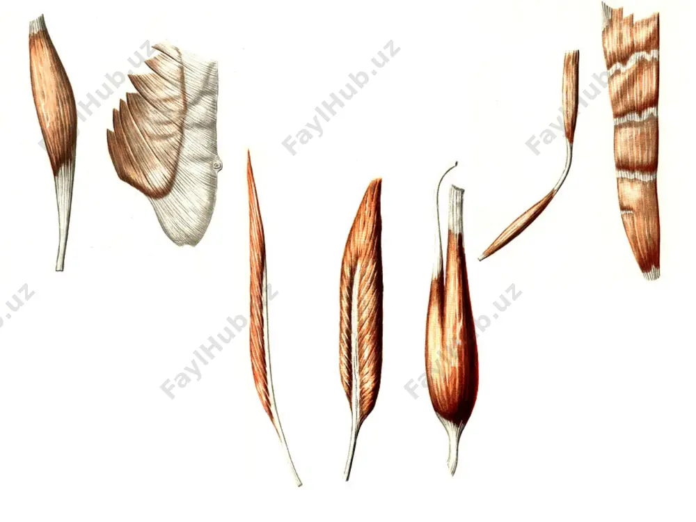 rior; 10-m. latissimusdorsi; 11 - fascia thoracolumbalis (lamina posterior); 12-trigonumlumbale; 13-crista iliaca; 14-m. obliquus internus ahdominis; 15-m. obliquus extemus abdominis; 16-fascia thoracolumbalis; 17-lig.nuchae. 1-m.semispinalis capitis; 2-m. longissimus capitis; 3-processus spin-osus axis; 4-m. iliocostalis; 5-m. longissimus; 6-m. spinalis; 7-m. obliquus internus abdominis; 8-m. iliocostalis lumborum; 9-mm. inter-costals externi; 10-m. iliocoslalis; 11-m. iliocostalis cervicis; 12-m. semispinalis cervicis; 13-m. obliquus capitis inferior; 14-m. rectus capitis posterior major; 15-m. obliquus capitis superior; 16-m. rectus capitis posterior minor. 1-mm. semispinalis capitis; 2-m. rectus capitis posterior minor; 3-m. obliquus capitis superior; 4-m. rectus capitis posterior major; 5-m. obliquus capitis inferior; 6-m.semispinalis capitis; 7-m. semispinalis cervicis; 8-m. semispinalis thoracis; 9-mm.levatores costarum; 10-mm. intertransversarii; i l-lamina profun-da (anterior) fasciae thoracolumbalis; 14-crista iliaca; 15-m. iliocostal-is; 16-m. longissimus; 17-mm. intercostals externi; 18-m. longissimus cervicis; 19-mm. imerspinales cervicis; 20-m. longissimus capitis. 1-m. recius capitis posterior minor; 2-m. obliquus capitis superior; 3-m. rectus capitis posterior major; 4-processus transversus atlantis; 5-arteria vertebralis; 6-m. …