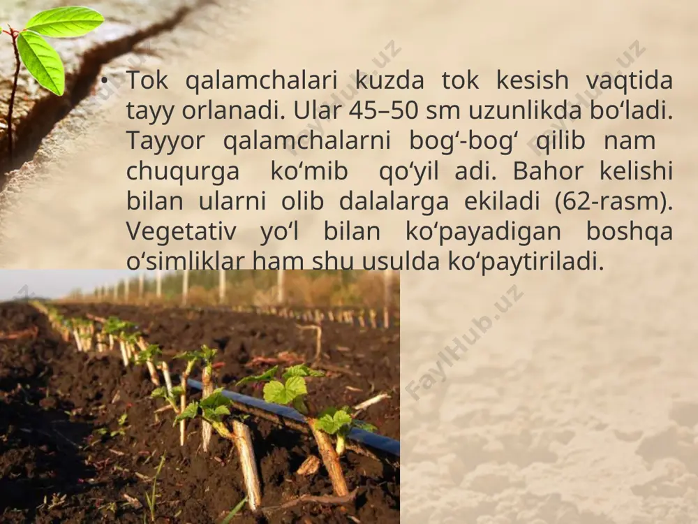 hi sifatli navlarni saqlab qolish hamda ko‘paytirish maqsadida madaniy o‘sim liklar vegetativ yo‘l bilan ko‘paytiriladi. savol va topshiriqlar tok, anjir, anor, jiyda va terakni qalamchasidan ko‘paytirish uchun nima qilish kerak? qalamchalar o‘sib chiqishi uchun qanday sharoit zarur? kurtak payvand qanday qilinadi?