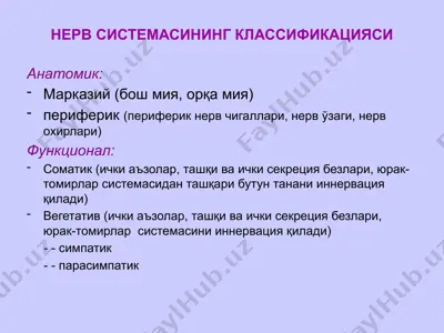 нерв системасининг классификацияси — PPTX