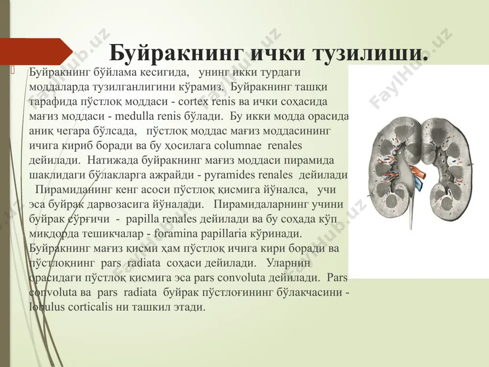 қисмига ўтади. тўғри найчалар генли қовўзлоғин ҳосил этиб, иккиламчи бурама найчаларга давом этган холда яна пўстлоқ қисмида пайдо бўлади. найчалар тўғриланиб, буйракнинг мағиз қисми орқали ўтиб, ўзаро шундай найчаларнинг қўшилиши натижасида йиғувчи найчаларни ҳосил этган холда ductus papillares сўрғичлари соҳасида foramina papillaria тешикларига очилади. нефрон буйракнинг морфо-функционал бирлигини нефрон дейилади. нефрон деб - бўйрак таначаси ва тўғри келадиган буйрак найчалар йигиндисига (бирламчи бурама найча, генли қовўзлоғи, иккиламчи бурама найча, тўғри найча) айтилади. ҳар бир буйракда бир миллион нефрон бўлади. нефронда сийдик ҳосил бўлади. буйрак таначаси соҳасида, капсуланинг ичига қоннинг суюқ қисми ажралади - бу суюқлиққа бирламч сийдик дейилади. найчалар орқали ўтаётган суюқлиқдан сув, глюкоза, аминокислоталар, баъзи тузлар қайтадан қонга сўрилади ва натижада иккиламчи сийдик ҳосил бўлади. буйракнинг ўзига хос қон айланиш системаси бўлади. буйрак ичига йўналган буйрак артерияси a. polares superiores, a. centralis, a. polares inferiores тармоқларига ажрайди. ўз навбатида бу қон томирлар a. interlobaris артерияларини ҳосил этади. буйракнинг пўстлоқ …