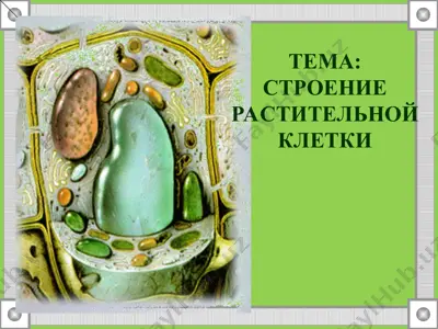 структура растительной клетки — PPT