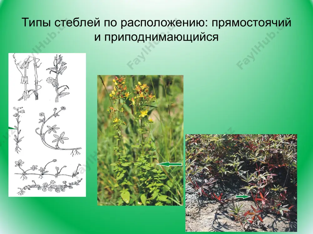 лоняются в лист. участок стебля в области узла над местом отхождения листового следа – листовая лакуна. паренхимный сектор между пучками – первичный луч. пучки в основном коллатеральные с эндархной протоксилемой и экзарзной протофлоэмой. иногда биколатеральные – внутреняя флоэма (втнутреняя протофлоэма эндархная). в основном перецикла нет, так как вся остаточная меристема пошла на формирования прокамбия, но у древесных форм внутренняя зона остаточной меристемы превращается в перимедулярную зону, лишенную проводящих элементов и состоящую из более мелких, чем сердцевина, лигнифицированных клеток. проваскулярный пучок закладывается в узле под листовым примордием и дальше прокамбий дифференцируется акропитально в лист и базипетально в стебель. в стебле тяж прокамбия удлиняется по ортостихе до ниже расположенного узла, где откланяется в тангенциальном направлении и присоединяется к более старому листовому пучку соседнего листового следа. ксилема дифференцируется в в узле и дальше развивается акропитально в лист и базипетально в стебель, а флоэма закладывается в нескольких местах и в каждом месте развивается акропитально …
