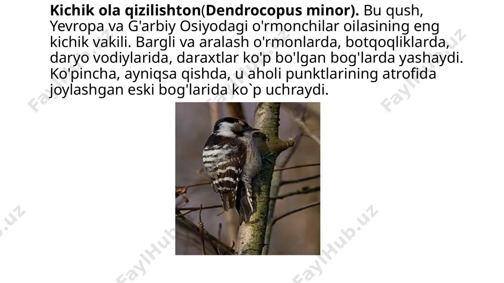 n hududlarida o'rmon zararkunandalari soni nazorat maydonlariga qaraganda ancha past edi. uzoq vaqt davomida qushlar tomonidan mo'l-ko'l bo'lgan o'rmon joylari asosiy zararkunandalar tomonidan zaif zarar ko'rgan. e`tiboringiz uchun rahmat image1.png image2.jpeg image3.jpeg image4.jpeg image5.jpeg image6.jpeg image7.jpeg image8.jpeg image9.jpeg image10.jpeg image11.png image12.png image13.png image14.png /docprops/thumbnail.jpeg