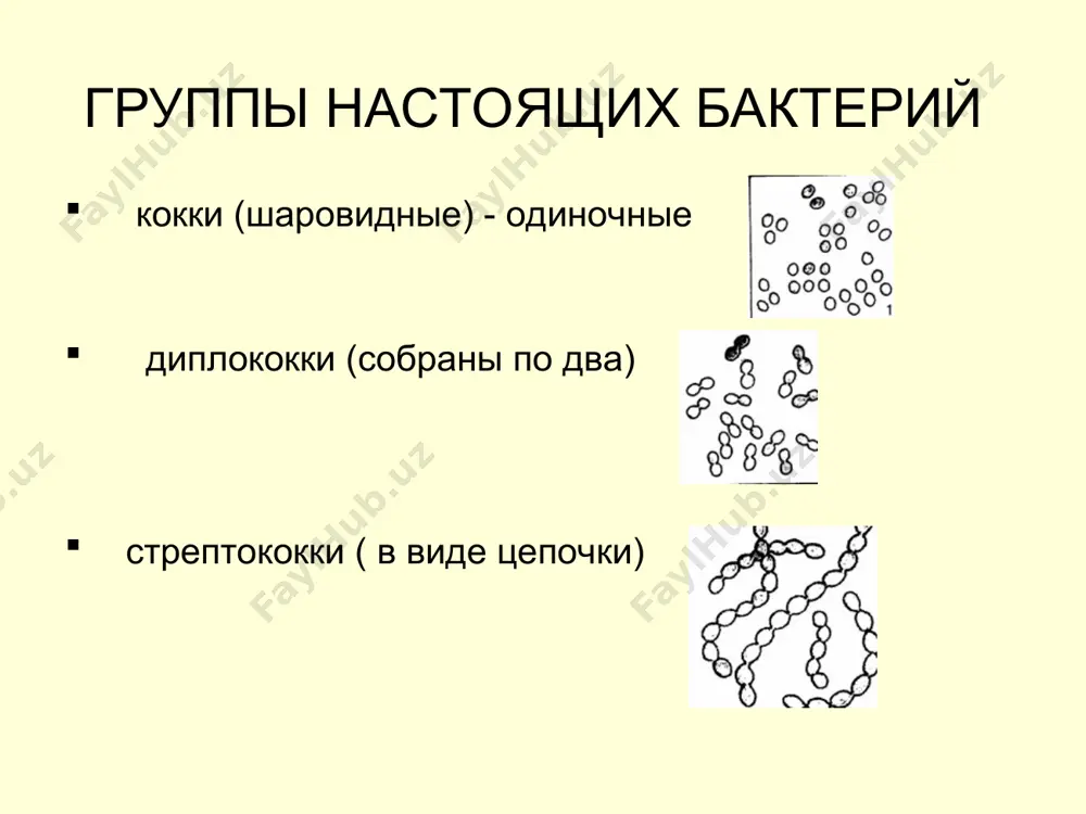 царство прокариоты - Page 5