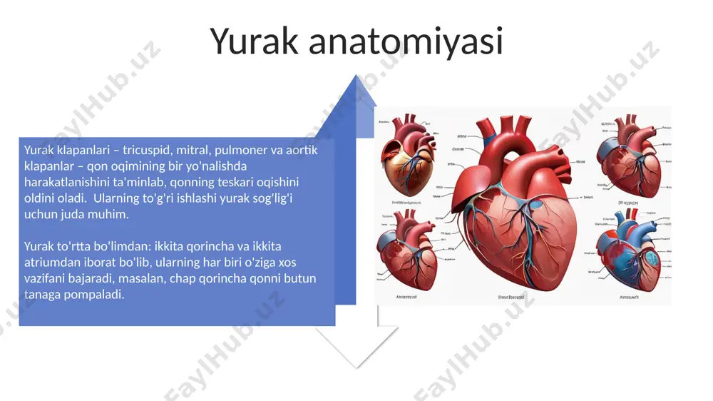 yurak va uning funksiyasi - Page 4