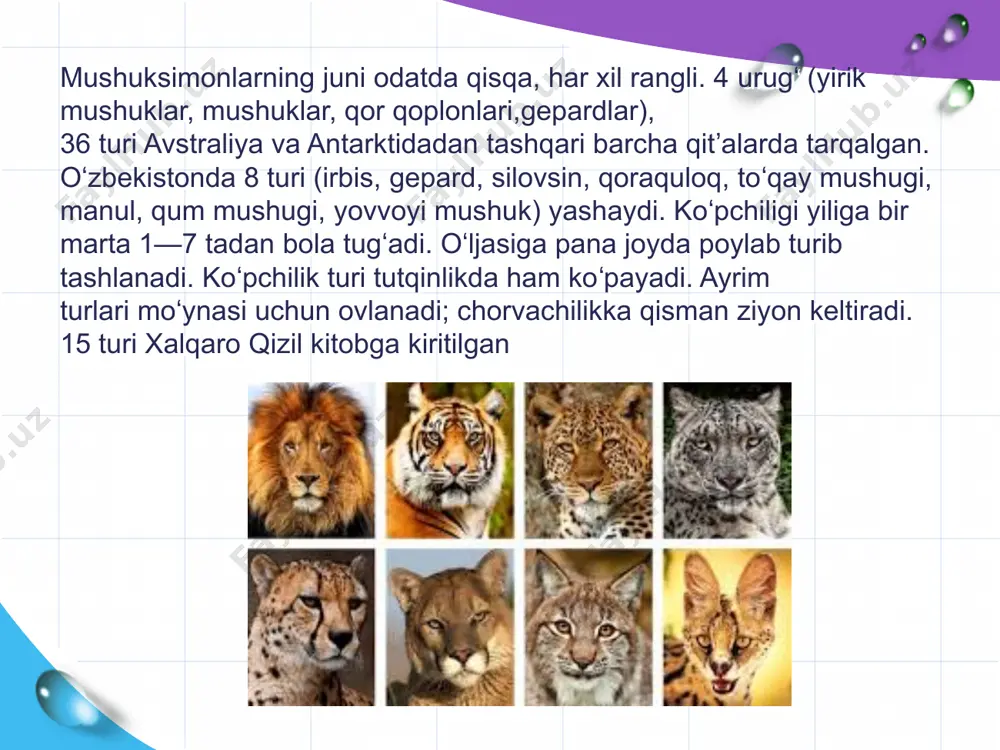 huklarning to'qqizta hayoti borligining sabablaridan biri. muqaddas birma (sbi, birma mushuki) - afsonalardan biriga ko'ra, birmadan kelib chiqqan rangli nuqta rangli yarim uzun yungli mushuklarning zoti. uni qisqa sochli mushuklarning alohida zoti bo'lgan birma bilan aralashtirib yubormaslik kerak. birma mushuki o'zining g'ayrioddiy rangi tufayli tanib olinadi, u zot nomidan keyin birma rangi deb atalgan. ushbu rangdagi mushuklar uchun oq "qo'lqop" ning mavjudligi uzun sochlarning o'tkir rangi bilan ajralib turadi. bu zot “muqaddas birma mushuki” nomi bilan ham tanilgan (garchi mamlakat nomining inglizcha talaffuzi “muqaddas birma” boʻlsa ham)[1]. bu zot dunyodagi barcha felinologik tashkilotlar tomonidan tan olingan. e’tiboringiz uchun rahmat!!! image1.png image3.jpeg image4.jpeg image5.jpg image6.jpg image7.jpeg image8.jpeg image9.jpeg image10.jpeg image11.jpeg image12.jpg image2.png /docprops/thumbnail.jpeg