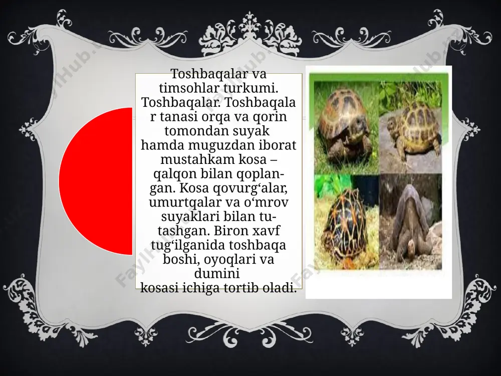 marhaboxon boboyevning "toshbaqalar va timsohlar" mavzusida taqdimoti - Page 5