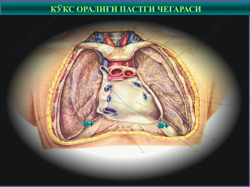 лари тимус эктопияси тимус гиперплазияси гистиоцитоз гранулематоз метастатик ўсмалар 29 кўкс оралиғи ўсмалар классификацияси и.п.дедков ва в.п. захаречив 1982 й 29 30 и.п.дедков ва в.п. захаречив классификацияси 1982 й кўкс оралиғи бирламчи ўсмалари - кўкс оралиғи тўқимадан ўсувчи ўсма - кўкс оралиғига дистопия бўлган тўқимадан ўсувчи ўсма - тимус ўсмалари 31 и.п.дедков ва в.п. захаречив классификацияси 1982 й (давоми) 2. кўкс оралиғи ўсмалари қизилўнгач трахея перикард юрак бошқалар 32 и.п.дедков ва в.п. захаречив классификацияси 1982 й (давоми) 3. кўкс оралиғини чегараловчи тўқималардан ҳосил бўлган ўсмалар плевра диафрагма кўкрак қафаси 33 и.п.дедков ва в.п. захаречив классификацияси 1982 й (давоми) иккиламчи ҳавфли ўсмалар метастазлар ўпка раки медиастинал тури бошқалар 34 кўкс оралиғи бирламчи ўсмалари хавфсиз ҳавфли ҳосил бўлади - нерв тўқимадан - бириктирувчи тўқимадан - лимфоид тўқимадан - қон томирдан - мезенхимадан ва бошқа 35 кўкс оралиғи бирламчи ўсмалари ҳавфсиз ҳавфли ўсмалар ўсмалар 1 3 36 кўкс оралиғи ўсма касаллик- ларида клиник …