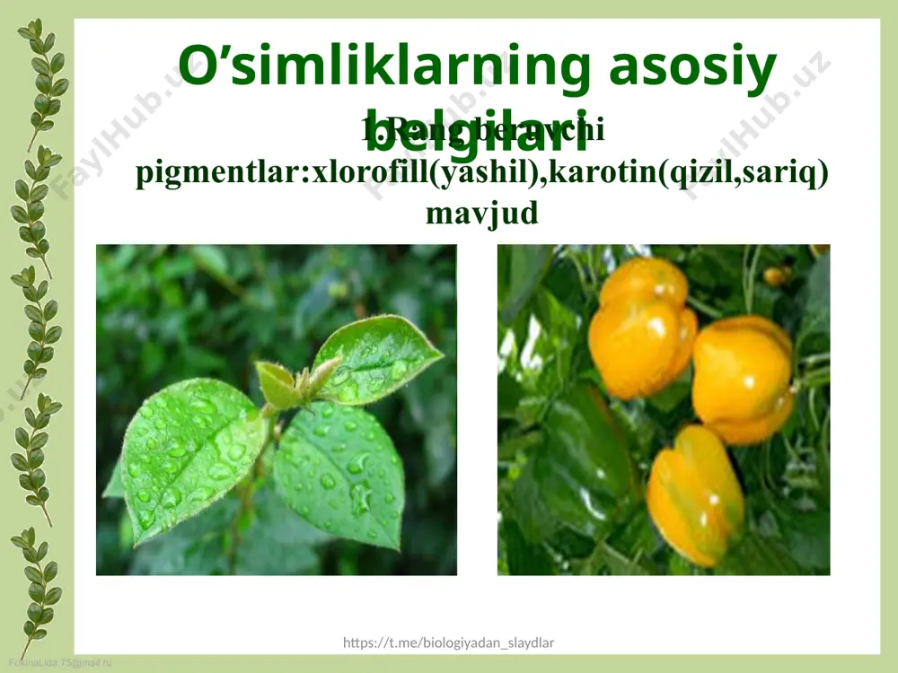 17-mavzu.o’simliklar dunyosi - Page 4