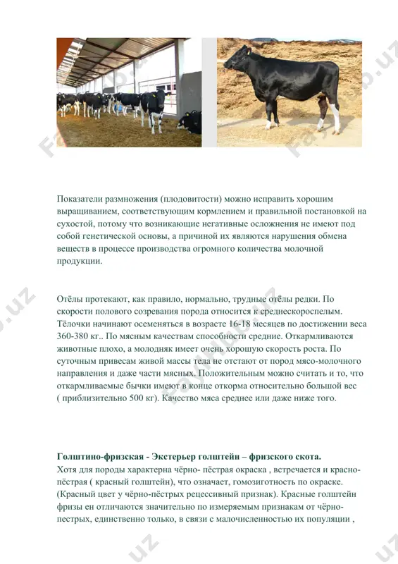 спользуют в скрещиваниях, в качестве основной специализированной молочной породы. импорт чистопородных голштейн фризов начался в 1963 году. продуктивность отечественного поголовья подтверждает связанные с породой ожидания (надежды). этология сельскохозяйственных животных черно-пестрая порода опубликовано admin в 14:23 - 10.10.2010 крс черно-пестрой породы крупные, с несколько удлиненным, пропорционально развитым туловищем, глубокой и средней ширины грудью, широкой спиной, поясницей и крестцом. брюхо объемистое, вымя большое. конечности поставлены прямо. масть черно-пестрая. в обычных условиях животные черно-пестрой породы дают 3000 - 3500 кг молока. однако в племенных хозяйствах удой составляет 6000 - 7000 кг. коровы-рекордистки дают в год более 12 000 кг молока. молоко этих коров не особо жирное, жирность составляет 3,6%. вес телят при рождении - 30 - 35 кг. живая масса коровы - 450 - 650 кг, быков - от 800 до 1000 кг. в начале xx века этот скот имел весьма небольшое распространение, заметное его количество было лишь саратовской губернии. в 1930 г. …