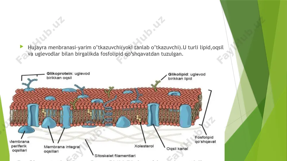 hujayra devori va biologik menbranalar - Page 5