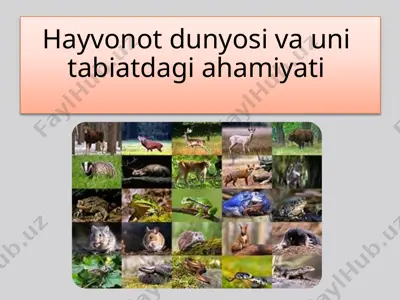 hayvonot dunyosi va uni tabiatdagi ahamiyati — PPTX
