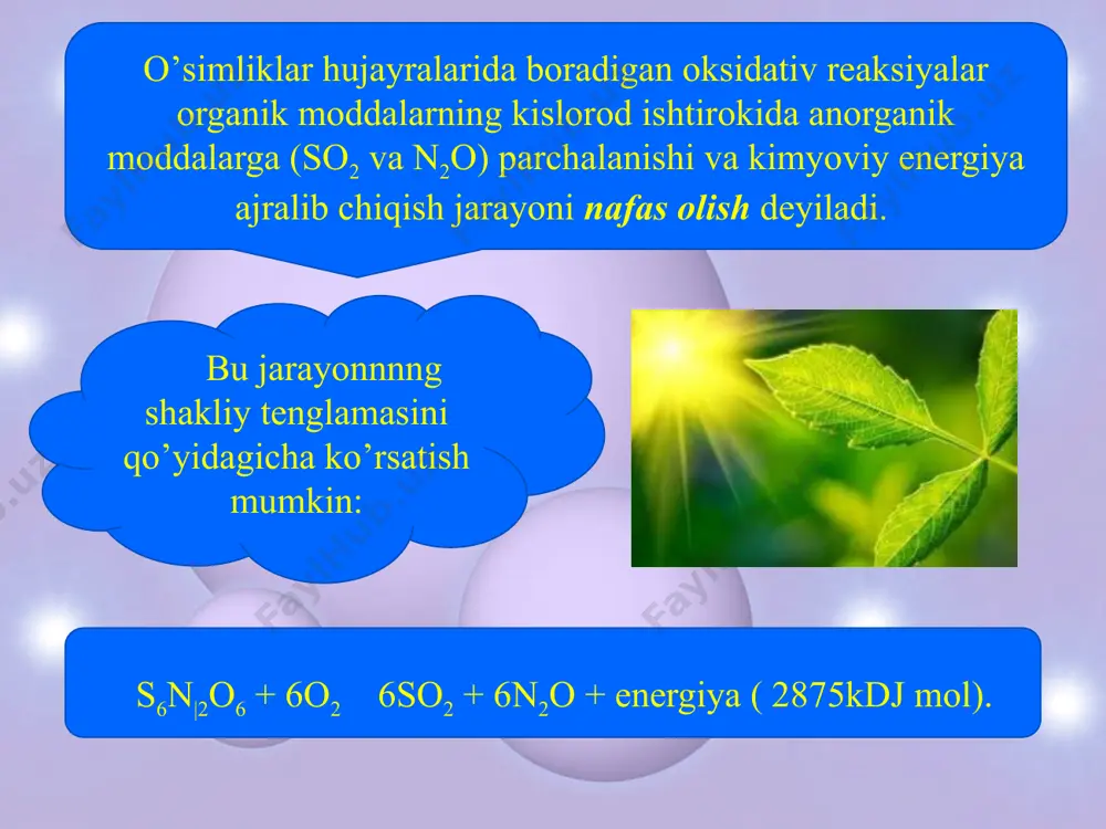 a ajralib chiqadi va oxirgi bosqich mahsuloti pirouzum kislotasi hosil bо’ladi. glikoliz anaerob nafas olish va bijg’ish jarayonlarining boshlang’ich bosqichidir. о’simliklar tarkibidagi nafas olish jarayonining asosiy mahsuloti bо’lgan monosaxaridlarning reaksiya qobiliyati ancha past bо’lib, keyingi almashinuv jarayonida ishtirok etish uchun ularni biroz energiya bilan ta’minlash zarur. bunga monosaxaridlarni energiyaga boy bо’lgan birikmalar bilan reaksiyaga kiritish va fosforli efirlar hosil qilish yо’li bilan erishiladi. foydalaniladigan adabiyotlar: burigin v. a., jongurazov f. x. botanika. toshkent, “o‘qituvchi”, 1977. kursanov a. va boshqalar. botanika. toshkent o’rta va oliy maktab davlat nashriyoti. 1963. mustafayev s. m. botanika. toshkent, “o’zbekiston”, 2002. sahobiddinov s. s. o’simliklar sistematikasi. toshkent, “o’qituvchi”, 1976. image10.jpeg image11.jpeg image12.jpeg image13.jpeg image14.jpeg image1.jpeg image2.jpeg image3.jpeg image4.jpeg image5.jpeg image6.jpeg image7.jpeg image8.jpeg image9.jpeg