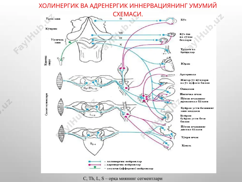 ферменти фаоллигини сусайтириб ганглия ва нейроэффектор синапсларда ахни тўпланишига олиб келадилар. бунда ахнинг кучли ва давомли билвосита таъсири юзага чиқади - физостигмин салицилат (эзерин); - галантамин гидробромид (нивалин); - неостигмин метилсульфат (прозерин); - дистигмин (убретид). ацетилхолинэстераза ферменти билан боғланишига кўра қайтар таъсирли дорилар (физостигмин, прозерин, галантамин) қайтмас таъсирли дорилар (фосфакол, фосфор органик бирикмалар) антихолинэстераз воситаларнинг ацетилхолинэстераза ферментини фалажлаши ферментнинг анион ёки эстераза-эфир қисми билан боғланишига боғлиқдир. антихолинэстераз воситаларнинг тиббиётда қўлланилиши : глаукома (прозерин, физостигмин, фосфакол). галантамин бу касалликларда ишлатилмайди, чунки маҳаллий қитиқловчи хусусиятига эга, коньюктивани шишига олиб келади; ўтказилган полимиелитни қолдиқ ҳолатларини ва миастения билан кечувчи бошқа неврологик хасталикларда (антихолинэстераз моддалар мнсни қўзғатади ва нерв-мушак синапслари ўтказувчанлигини оширадилар) бундай холатларда галантамин прозеринга нисбатан фаоллироқдир; ичак, пешоб пуфаги атониясида, ҳомиладорларда бачадон қисқаришини оширишда; антидеполяризацияловчи кураресимон моддалар билан заҳарланганда ёки улар таъсирини камайтиришда (эдрофоний). прозерин ва галантамин нисбатан кам захарли таснифи галантамин гидробромид -чучмомадан ажратилган алкалоид. ацетилхолинэстеразнинг қайтар ингибитори. бу препарат кучли …