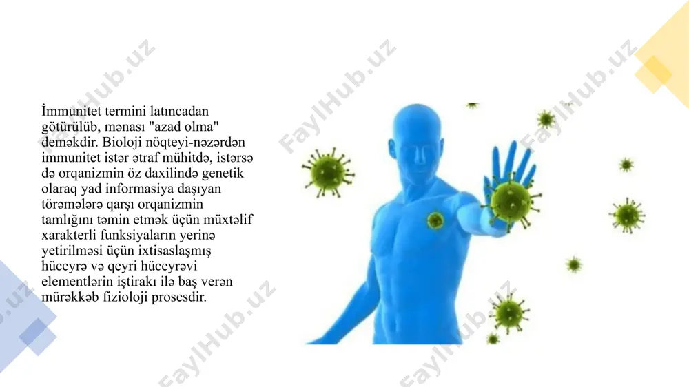 r milyonlarla klonlarda paylanırlar. ona görə də ,orqanizmə düşmüş hər hansı bir antigen spesifik olaraq ona komplementar olan klonların hüceyrələrinin reseptorları ilə tutulurlar. antigen eseptor qarşılıqlı əlaqəsi yalnız bu klonların hüceyrələrini aktivləşdirir. onlar bölünüb çoxalır differensiasiyaya uğrayaraq həmin antigenə qarşı immunoloji cavab reaksiyası yaradan effektor hüceyrələrinə və antigenlə qaşılaşmanı yaddaşında saxlayan yaddaş hüceyrələrinə çevrilirlər.yəni yaradılan cavab reaksiyası antigenin özü tərəfindən induksiya edilir və ona qarşı spesifik olur. antigenlə qarşılaşma zamanı yaradılan immunoloji cavaba birincili immunoloji cavab reaksiyası deyilir ki, onu yaradan effektor hüceyrələri 3 - 4 gün yaşayır və öz funksiyalarını yerinə yetirdikdən sonra apoptoza məruz qalaraq məhv olurlar. yaddaş hüceyrələri isə aylar , illər bəzən isə ömür boyu orqanizmdə qalırlar.i̇mmun sistemi həmin antigenlə yenidən qarşılaşarsa bu dəfə o yaddaş hüceyrələri tərəfindən tutulur.antigen onu aktivləşdirir ,onlar bölünüb çoxalır ,differensiasiyaya uğrayıb birincili immunoloji reaksiyalardan daha tez yaranan və daha da davamiyyətli olan ikincili immunoloji cavab reaksiyalarını yaradırlar.beləliklə, müxtəlif xəstəliklərə qarşı immunitetin …