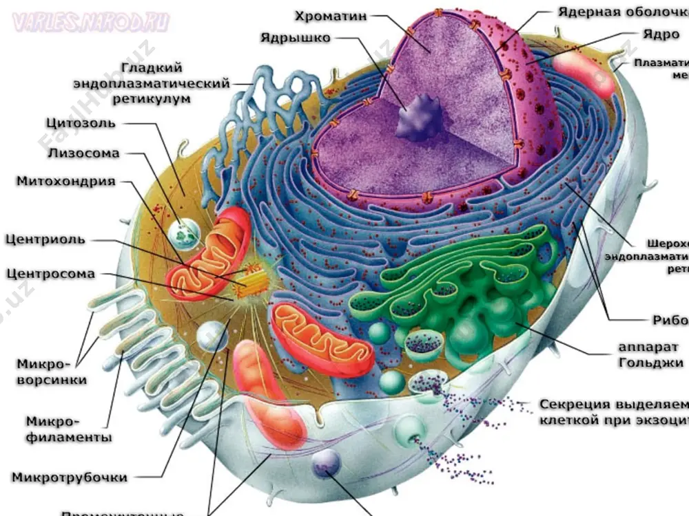 2+ , zn 2+ , ca 2+ kationlari fermentlar faoliyati uchun zarur; – fotosintez jarayonida uglevodlarning hosil bo‘lishi xlorofi ll tarkibiga kiruvchi mg 2+ ga bog‘liq; – kuchsiz kislota anionlari hujayra ichki muhitining doimiyligini buferlikni ta’minlaydi. hujayra ichki muhitining kuchsiz ishqoriy holatda doimiy saqlash xususiyati buferlik deyiladi. organizmlar tarkibiga kiruvchi moddalar: anorganik moddalar, organik moddalar, birikmalar, ionlar, kichik molekulalar, makromolekulalar, suv, anionlar, monosaxaridlar, polisaxaridlar, tuzlar, kationlar, aminokislotalar, oqsillar, nukleotidlar, nuklein kislotalar, organik kislotalar, lipidlar, kislotalar, fermentlar, gormonlar, vitaminlar. suyuqlik va qon plazmasida hco 3- anioni buferlikni ta’minlovchi sistemalar hisoblanadi. suvning hujayradagi funksiyalari nihoyatda ko‘p. ko‘p hujayrali organizmlar tana massasining 80% ini suv tashkil qiladi. hujayradagi suvning miqdori, shu hujayradagi moddalar almashinuvining intensivligiga bog‘liq bo‘ladi. hujayrada hayotiy jarayonlarning suvli muhitda o‘tishga moslashganligi, dastlabki hayotning suvda paydo bo‘lganligini isbotlovchi dalil hisoblanadi. suvning biologik funksiyalari uning fizik-kimyoviy xususiyatlari bilan belgilanadi. suv molekulasi kislorod atomi va u bilan kovalent bog‘lar orqali bog‘langan ikkita vodorod …