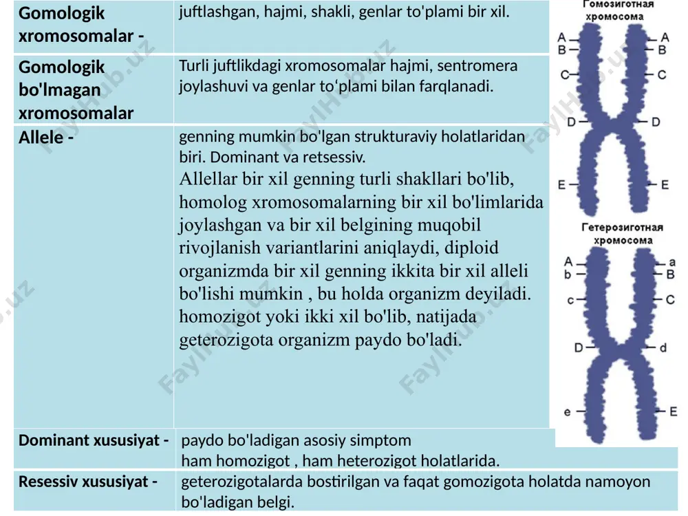 turli xil belgilar kombinatsiyasini beradi. g.mendel tomonidan ilgari surilgan yana bir gipoteza gametalarning tozaligi gipotezasi deb ataladi. organizmlarning avlodlari o'rtasidagi aloqa gametalar orqali amalga oshiriladi. har bir gameta genetik jihatdan toza va juftlikdan bitta omilni olib yuradi. gametalarning tozaligi avlod tomonidan qabul qilingan ota va onaning omillari hech qachon aralashmasligini, ular faqat erkin birlashtirilganligini anglatadi. shunday qilib, nasl juftlikdan bitta omilni oladi: biri otadan, ikkinchisi esa onaning organizmidan. keyinchalik mendel o'simliklarni kesib o'tdi va bir emas, balki ikki yoki undan ortiq juft o'zaro eksklyuziv belgilarni (urug'larning rangi va shakli) kuzatdi. ikki juft bir-birini istisno qiluvchi belgilar bilan farq qiluvchi organizmlarning kesishishi digibrid, bir-birini istisno qiluvchi belgilarning bir nechta juftligi bilan farq qiluvchi organizmlarning kesishishi poligibrid deyiladi. u sariq va silliq urug'li o'simlikni yashil va ajin urug'lari bo'lgan o'simlik bilan kesib o'tadi. birinchi avlodda sariq va silliq urug'larning ustunligi namoyon bo'ladi: barcha 100% avlodlar sariq va silliq urug'larga ega. birinchi avlod …