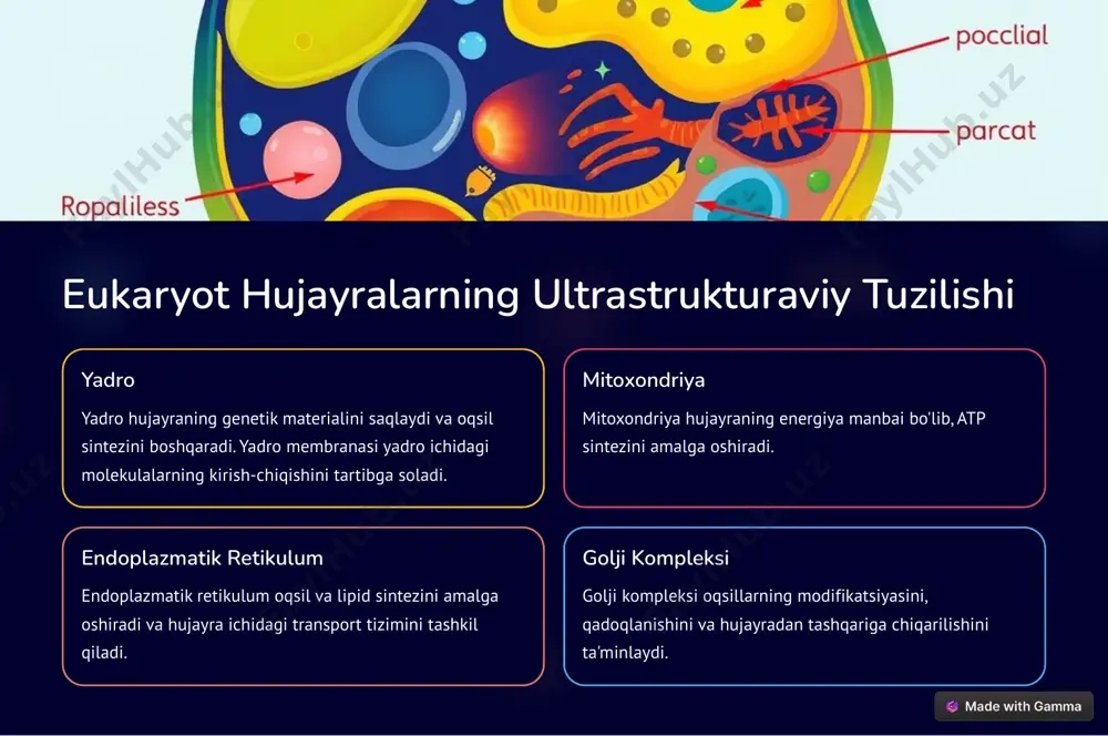 viruslar, prokaryot va eukaryot hujayralar - Page 3